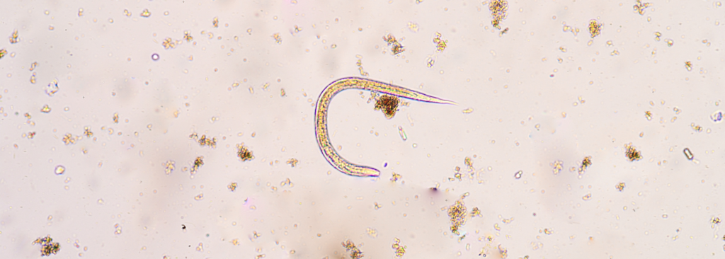 Parasite under a microscope